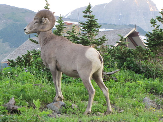Glacier National Park