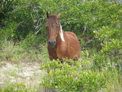 Assateague Island National Seashore