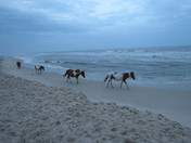Assateague Island National Seashore