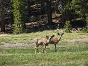 Yosemite National Park