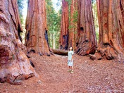 Sequoia National Park