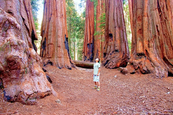 Sequoia National Park