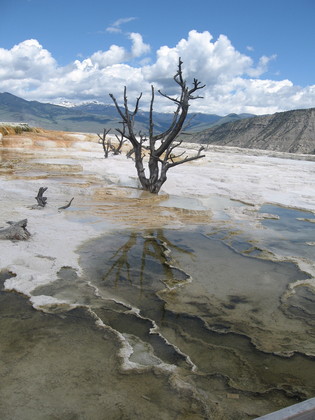 Yellowstone