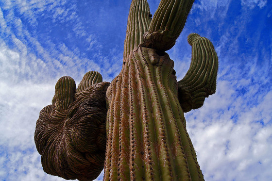 Saguaro National Park