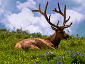 Yellowstone National Park