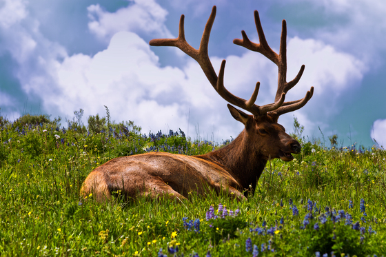 Yellowstone National Park