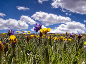 Custer National Forest