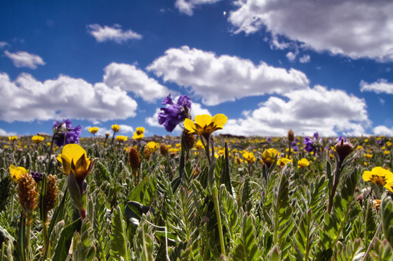 Custer National Forest