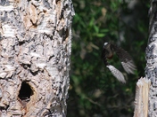 Inyo National Forest Mammoth Lakes Ranger District