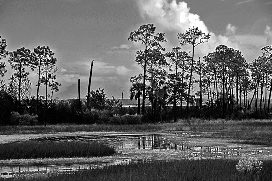 St. Marks NWR