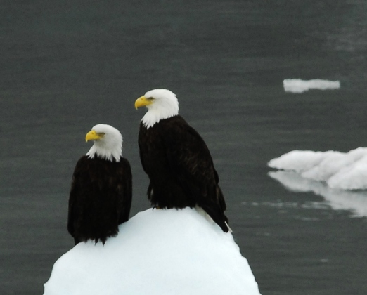 Glacier Bay
