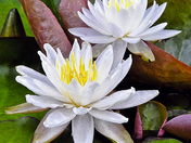 Alligator River National Wildlife Refuge