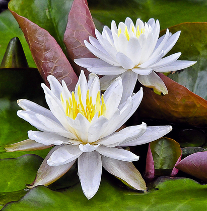 Alligator River National Wildlife Refuge