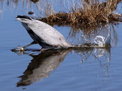 chinteaque wilflife refuge