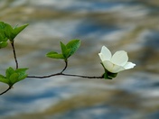 Yosemite National Park