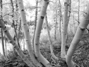 Lassen National Forest
