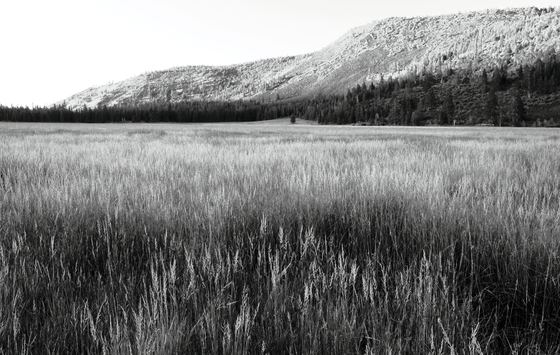 Lassen National Forest