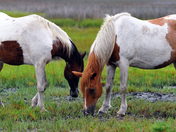 Assateague Island National Seashore