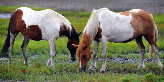 Assateague Island National Seashore