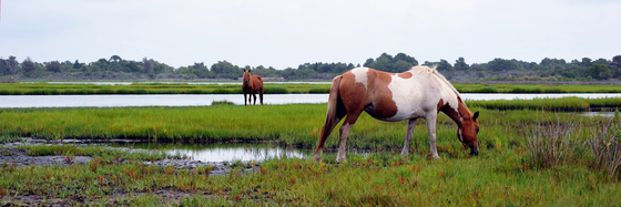 Assateague Island National Seashore