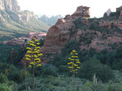 Coconino National Forst