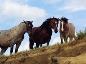 Theodore Roosvelt Natioanl Park