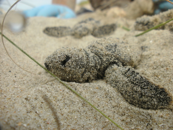 Cape Romain National Wildlife Refuge
