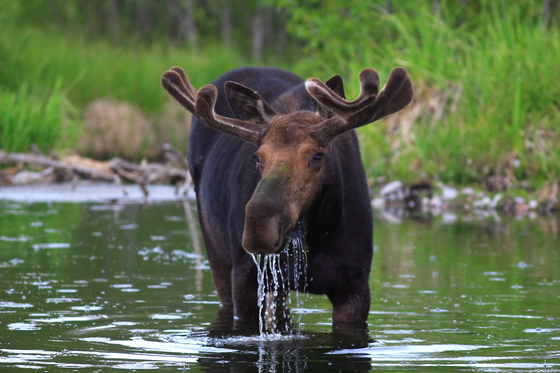 Grand Teton NP