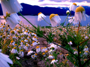 The Arapaho and Roosevelt National Forests