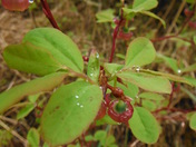 Chugach National Forest