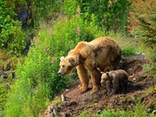 Kodiak National Wildlife Refuge