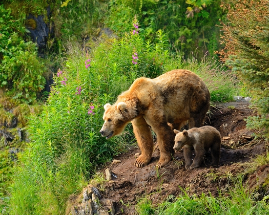 Kodiak National Wildlife Refuge