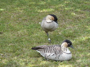 Hawaii Valcano National Park