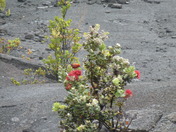 Hawaii Volcanoes National Park