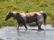 Assateague Island National Seashore, VA