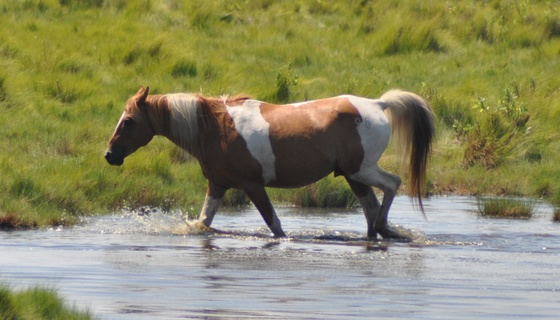 Assateague Island National Seashore, VA