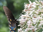 Pisgah National Forest/ Mount Pisgah