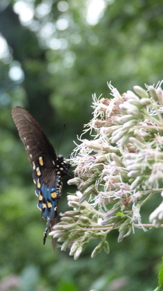 Pisgah National Forest/ Mount Pisgah