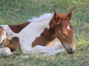Assateague National Saeshore