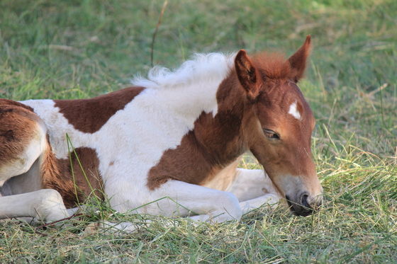 Assateague National Saeshore