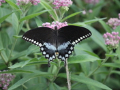 Assateague National Seashore