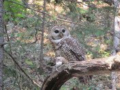 Gila National Forest