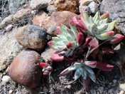 National Park Services/ Point Reyes National Seashore