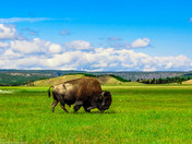 Yellowstone National Park