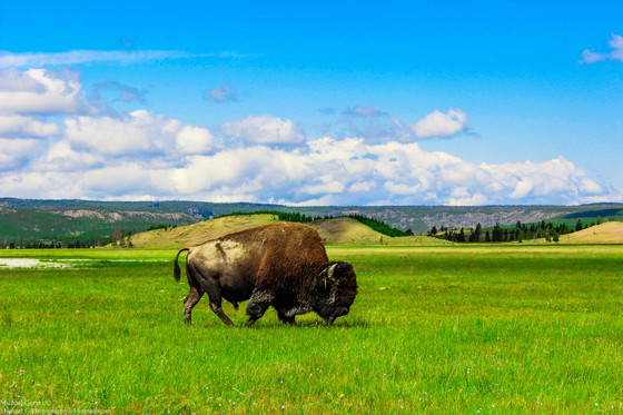 Yellowstone National Park