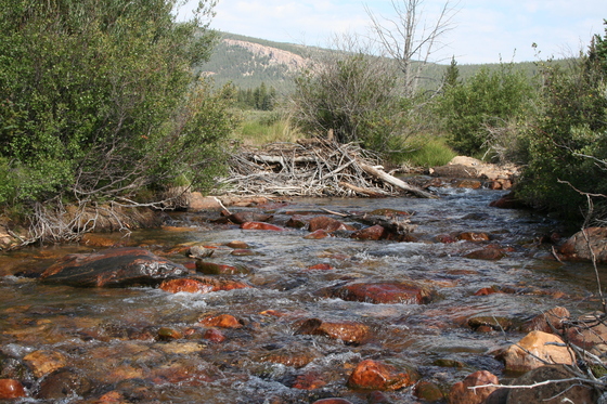 Pike National Forest