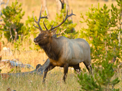 Yellowstone National Park
