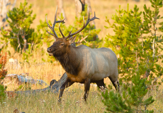 Yellowstone National Park