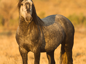 Bureau of Land Management, Rock Springs Field Office