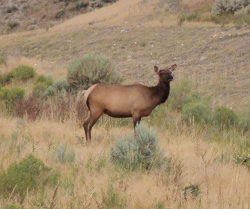 Yellowstone NP